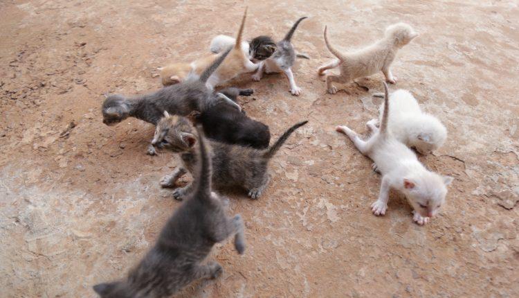 Cansada de ver animais na rua, Graziela alugou casa e abriga 54 gatos e 16 cachorros em Campo Grande