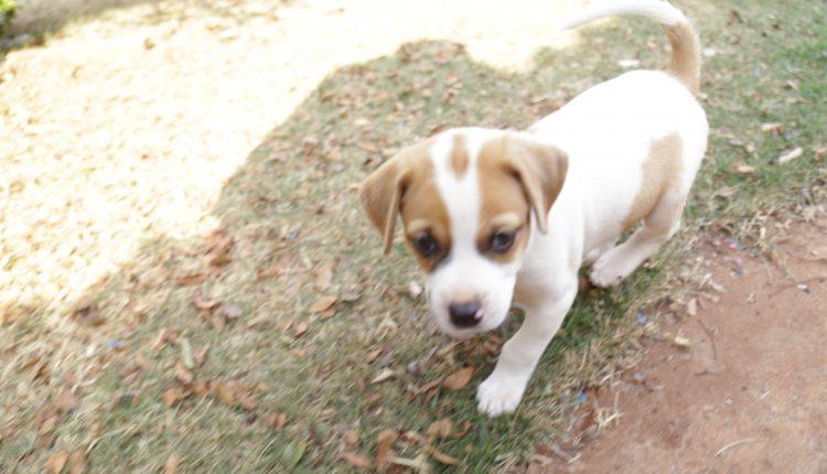 Cansada de ver animais na rua, Graziela alugou casa e abriga 54 gatos e 16 cachorros em Campo Grande