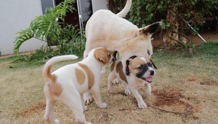 Cansada de ver animais na rua, Graziela alugou casa e abriga 54 gatos e 16 cachorros em Campo Grande