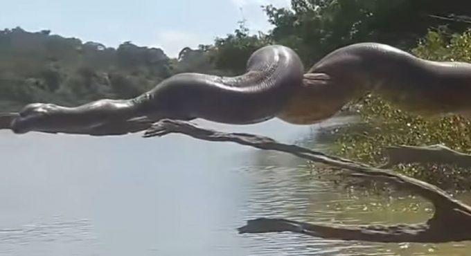 VÍDEO: Sucuri gigante tomando sol viraliza nas redes sociais