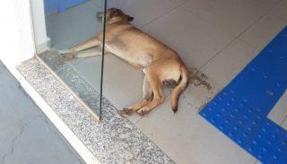 VÍDEO: Com calor, sete cachorros dormem tranquilos dentro de agência bancária