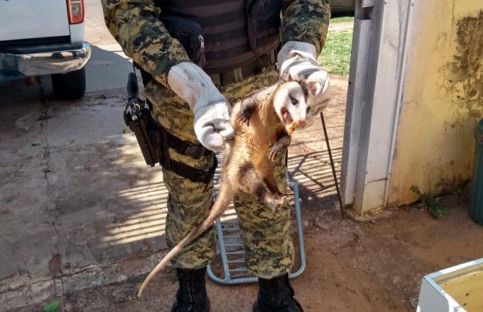 MS Selvagem: cobra e gambá são resgatados em casas de Campo Grande
