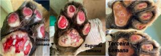 Onça resgatada no Pantanal apresenta melhora e deve passar por cirurgia para retirar bala alojada