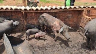 Proprietário de chácara com porcos desnutridos responderá por crime ambiental e é multado
