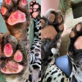 Retrospectiva 2020: Incêndios devastaram Pantanal de MS e recuperação pode levar anos, dizem especialistas
