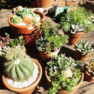 Com pandemia, jardinagem vira hobby e procura por plantas cresce em Campo Grande