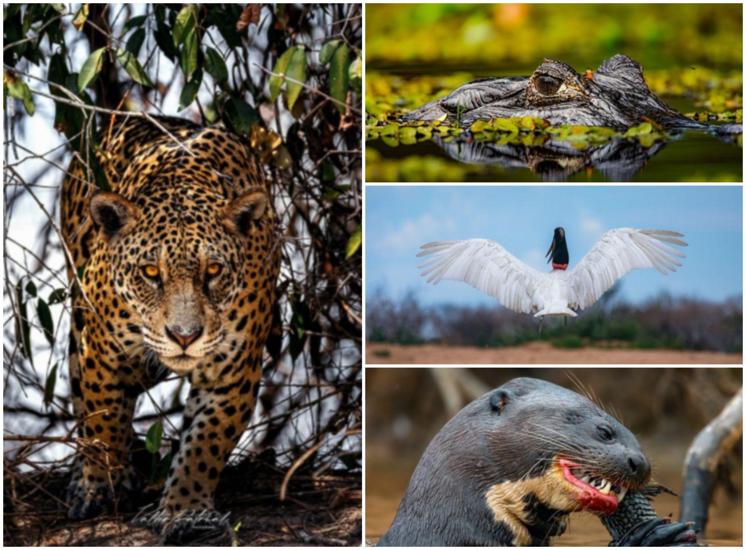 Vida Selvagem: Fotógrafo enfrenta perrengues e desafios, mas garante: ‘adrenalina vicia'