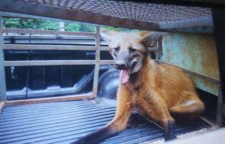 De anta na piscina a tamanduá na churrasqueira, PMA capturou 6 animais por dia em MS