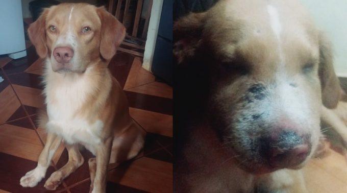 Após picada de escorpião, Sócrates recebe alta de clínica veterinária