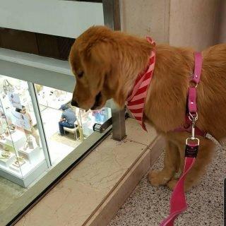 Pets no Shopping: Como saber se seu bichinho está confortável e sem medo?