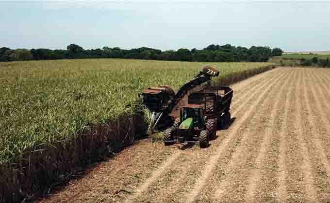 produção da cana-de-açúcar em MS