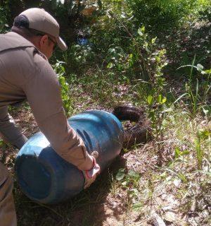 Sucuri de 7 metros mata cãozinho e é capturada pelos Bombeiros no MT