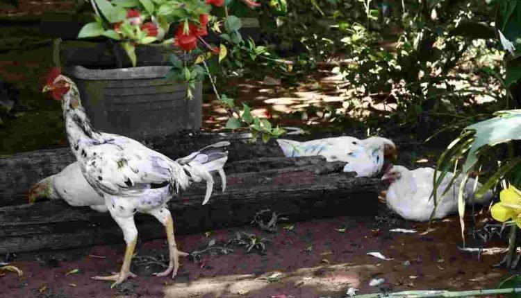 Considerada a maior das últimas décadas, enchente deixa comunidade quilombola isolada em MS