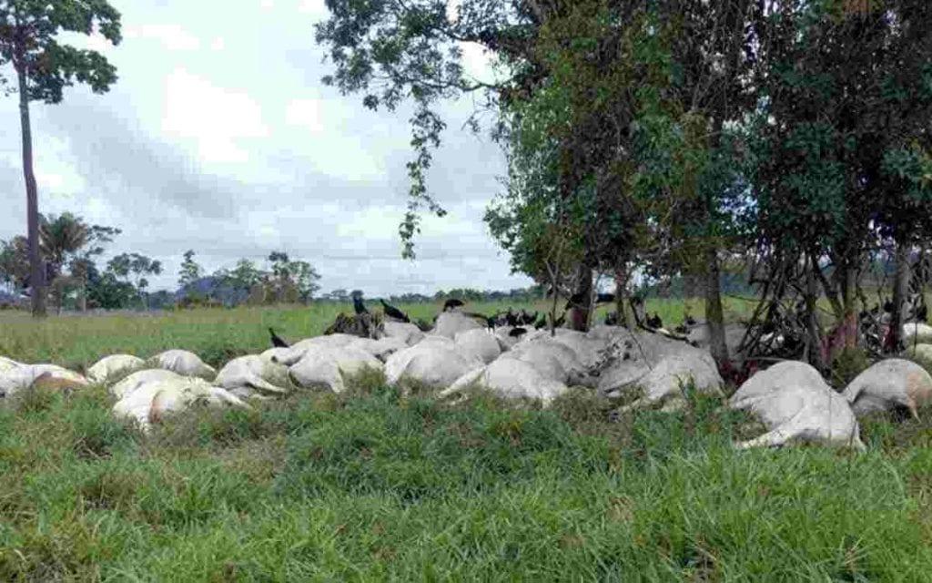 MS é o 3º com maior número de gado morto por raios e prejuízo chega a R$ 1,8 milhão
