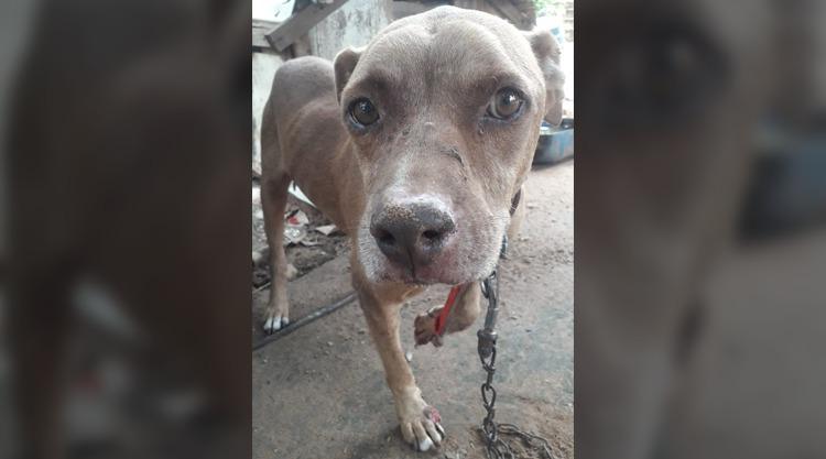Mulher pede ajuda para polícia resgatar o próprio pitbull que era mantido amarrado