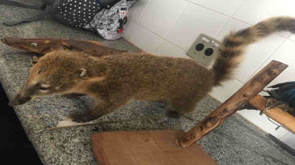 Taxidermia conserva expressões naturais