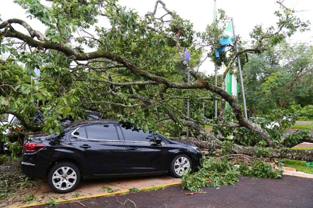 Queda de árvore atingiu três veículos no estacionamento da Governadoria (Foto: Marcos Ermínio