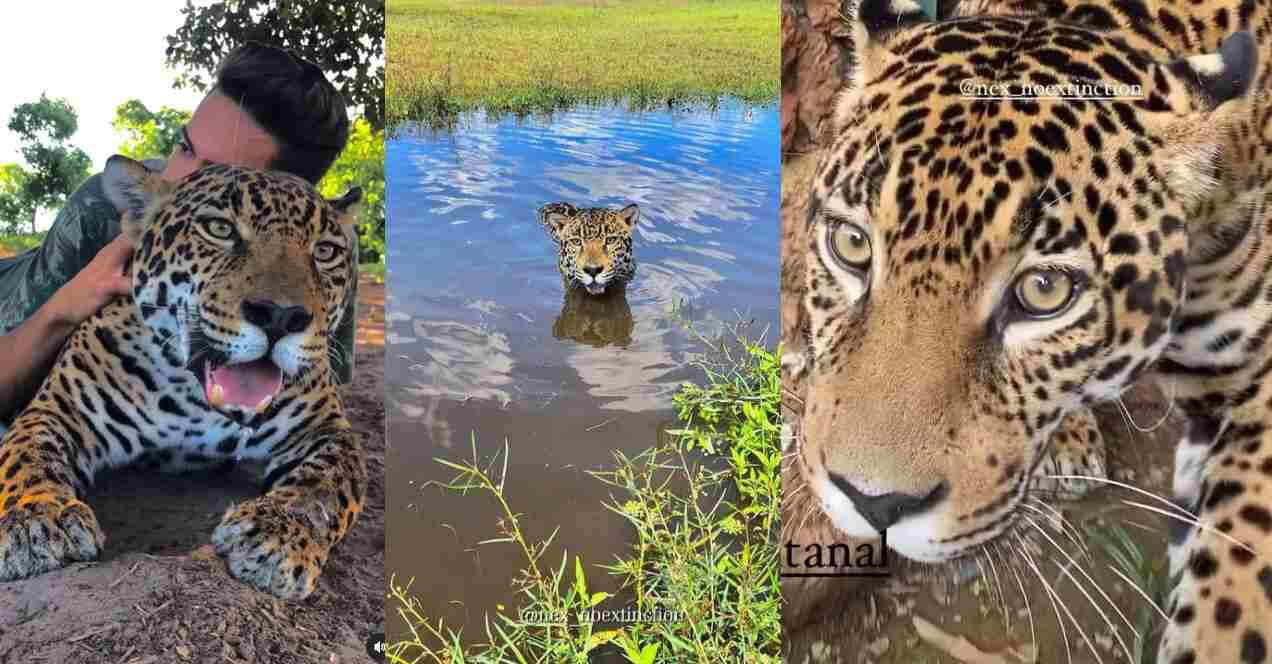 Onça que fará Juma em Pantanal abriu mão de seu grande amor porque 'resolveu virar atriz' | Jornal Midiamax