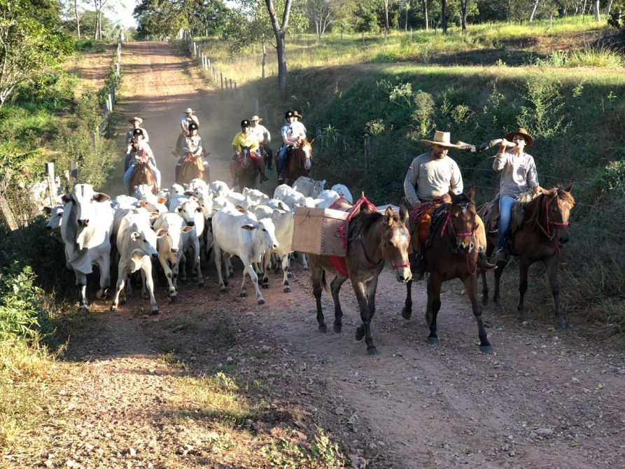 Pantanal