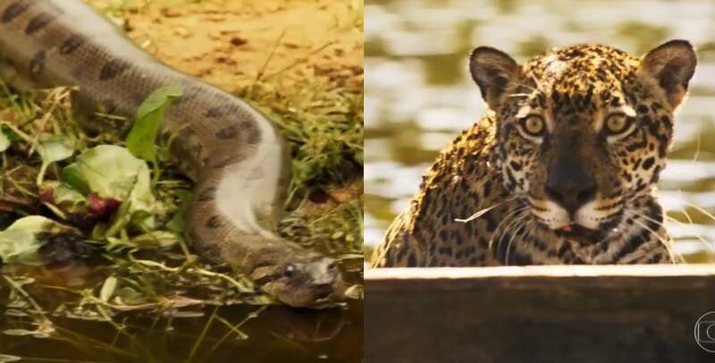 onça e sucuri de pantanal