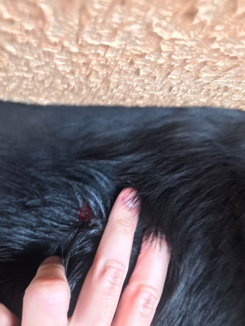 disparo atingiu animal