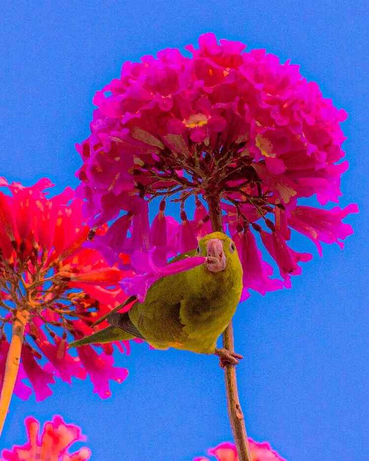Ipê-rosa é palco para periquito fazer pose