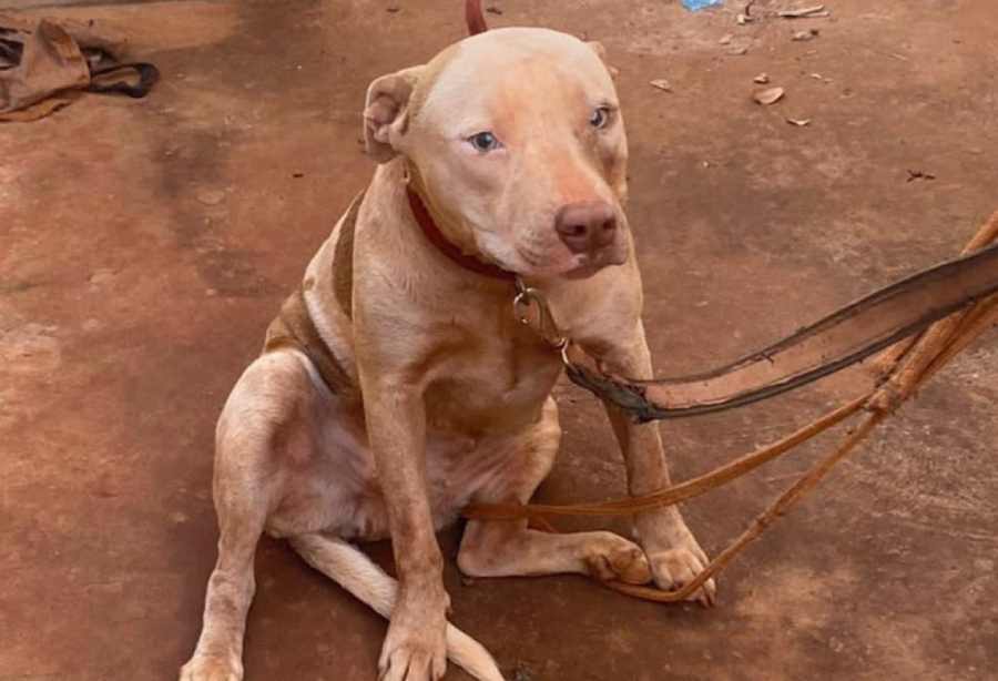 Kira é uma pitbull de dois anos