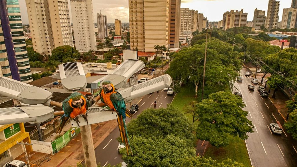 Araras no canteiro da Avenida Afonso Pena