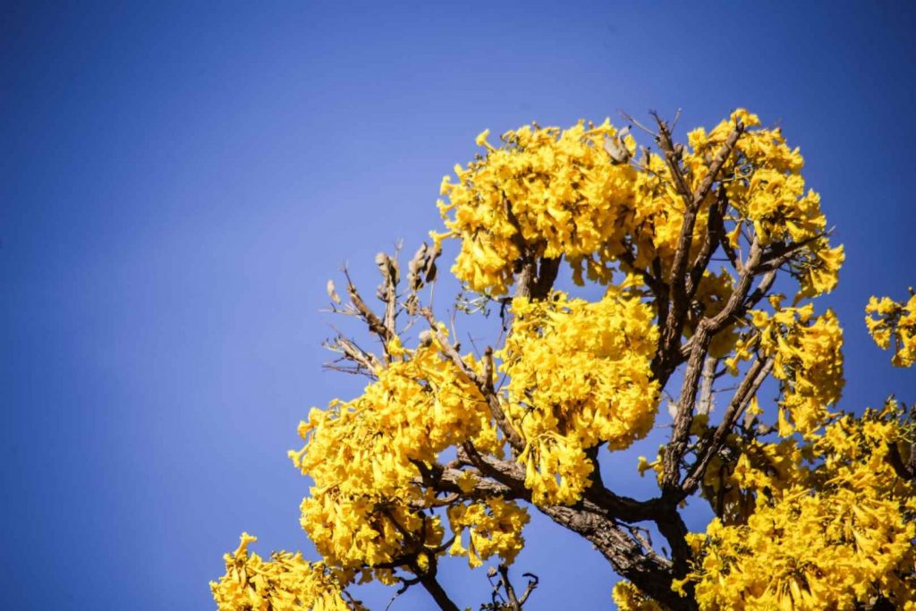 Ipê Amarelo 