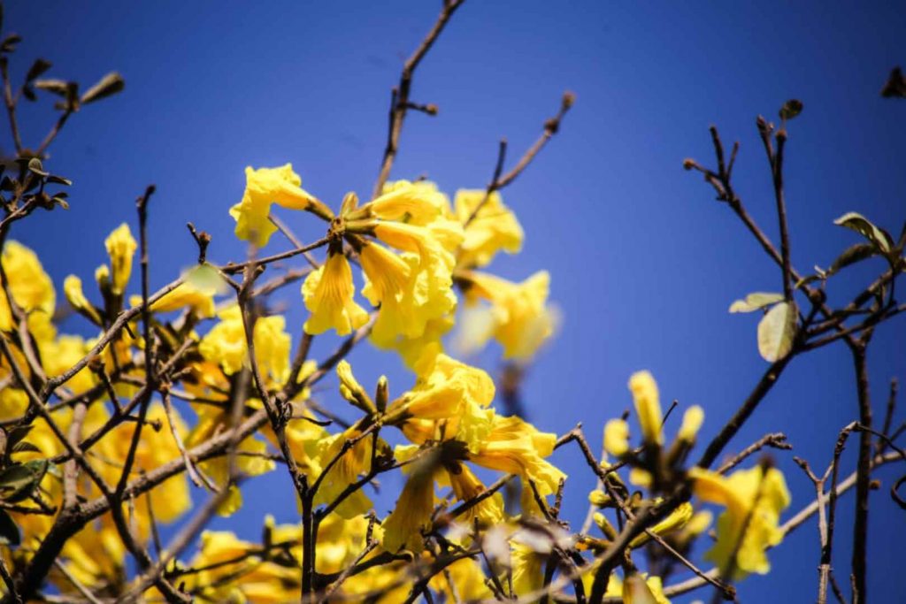 Ipê Amarelo