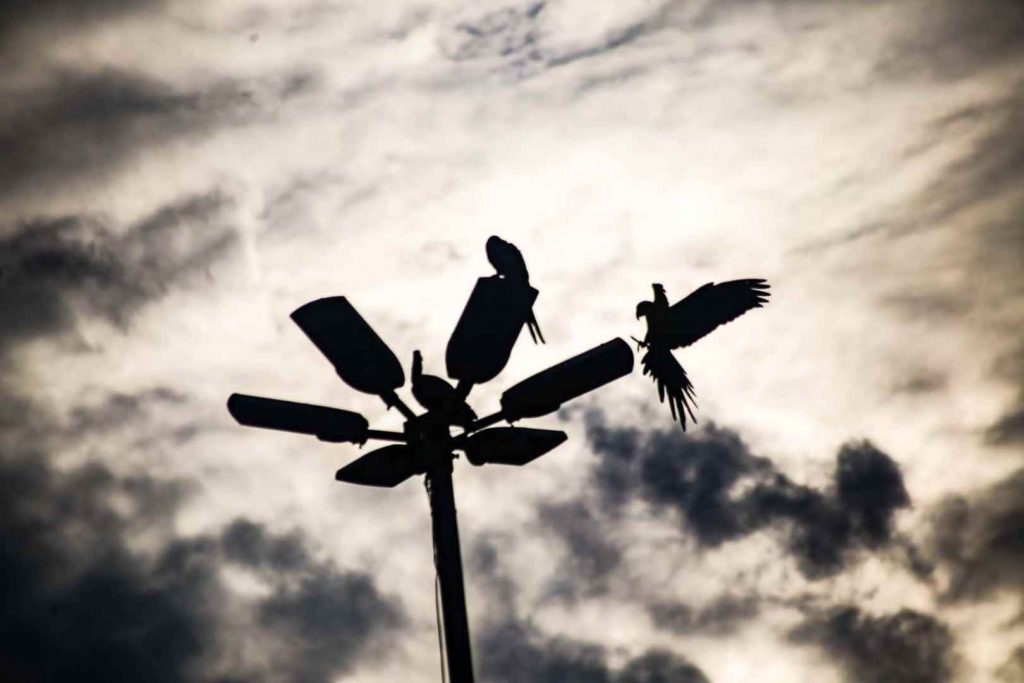 Aves em iluminação pública