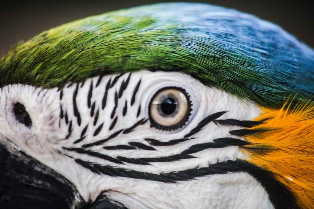 Arara Canindé