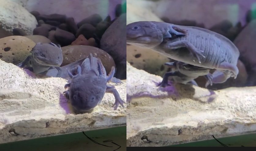 Salamandras mexicanas apreendidas pela Polícia agora moram no Bioparque - (Foto: Reprodução)