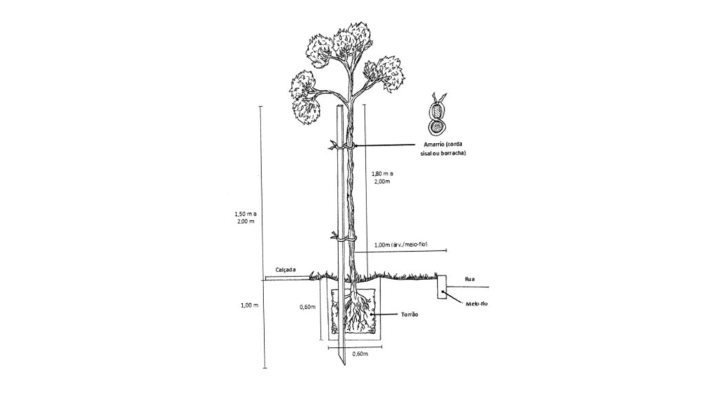 plantio muda