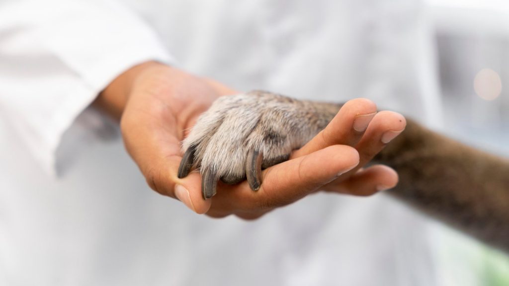 ms veterinário