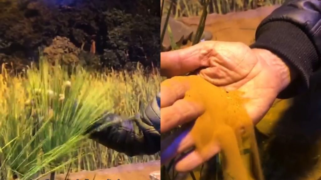 Plantas de silicone e areia natural ajudam sucuri a ficar mais a vontade - (Fotos: Bioparque Pantanal/Reprodução)