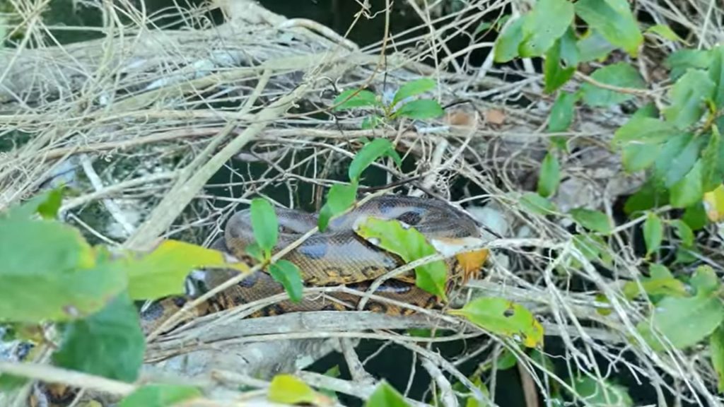 Filhote de sucuri solto na natureza - (Foto: Reprodução/YouTube/Terra da Sucuri)