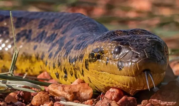Animal avistado tinha aproximadamente 4 metros, quando o normal para a espécie é 2,5 metros - (Foto: Edir Alves)