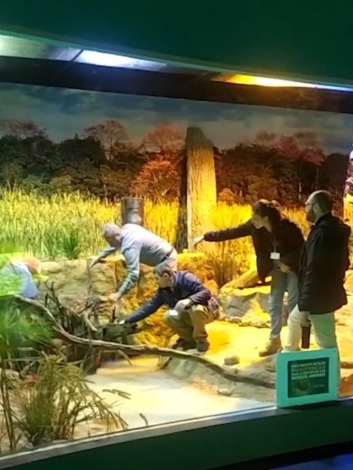 Cenografia do espaço de Gaby sendo ajustada para seu bem-estar - (Foto: Reprodução/Bioparque Pantanal)