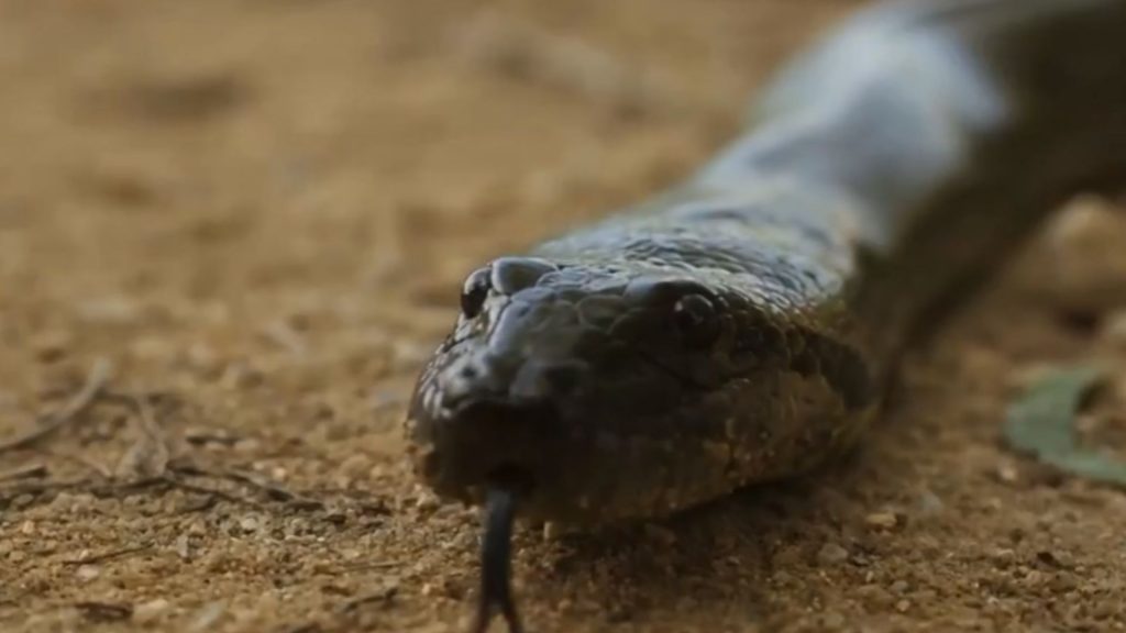 Sucuri Bonita costuma repercutir com frequência por sua atuação em "Pantanal" - (Foto: TV Globo/Reprodução)
