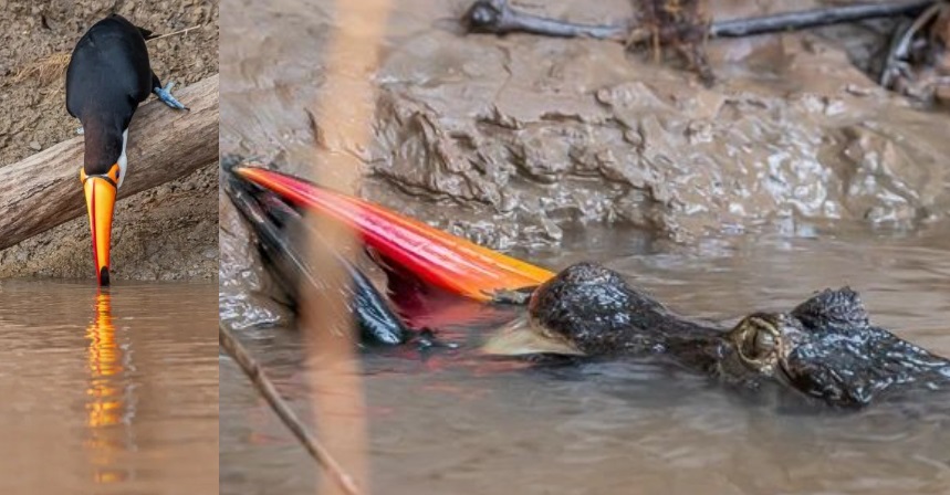 Imagem de jacaré comendo tucano viralizou no país - (Fotos: Edir Alves)