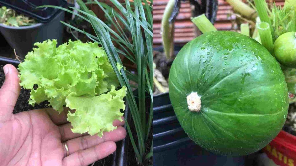 Cultivo orgânico
