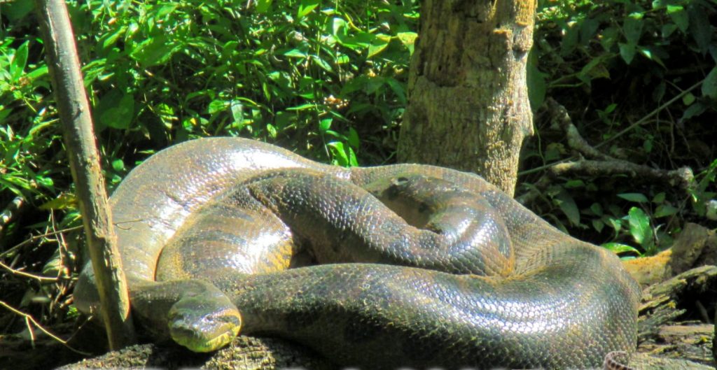 "Vovózona" já estava bem alimentada antes de acasalar e, por isso, não deve ter praticado canibalismo - (Foto: Vilmar Teixeira)