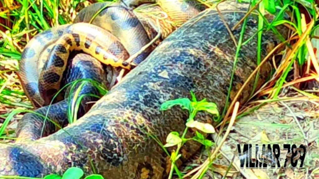 Sucuris tem vida sexual agitada - (Foto: Vilmar Teixeira/Reprodução, Terra da Sucuri)