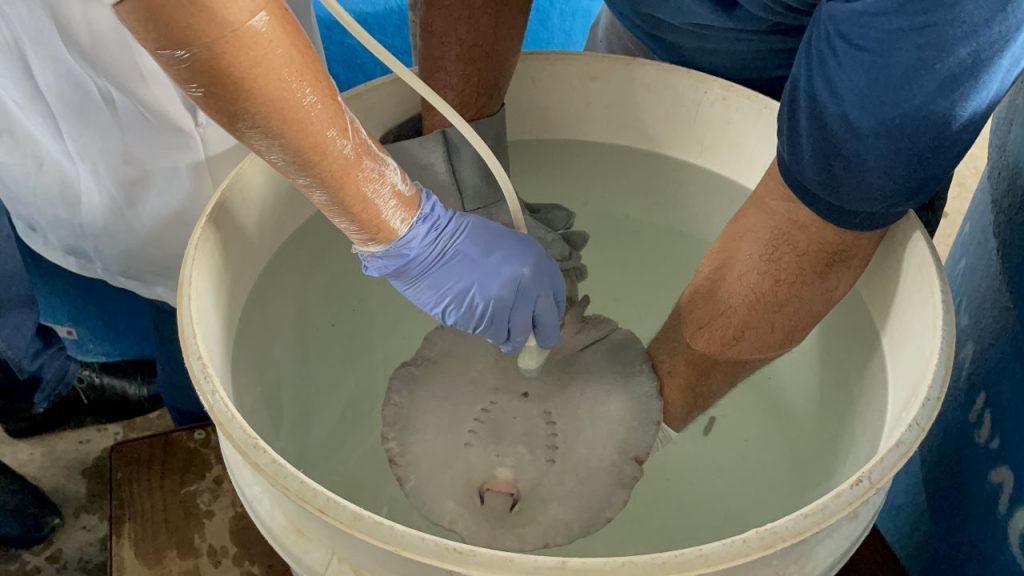 Raia sem nome passando por exames no Bioparque - (Foto: Guilherme Marconato)