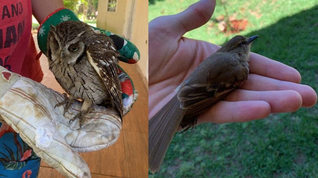 Outros animais resgatados em chácara de Campo Grande. Foto: Tatiana Ota/Arquivo Pessoal