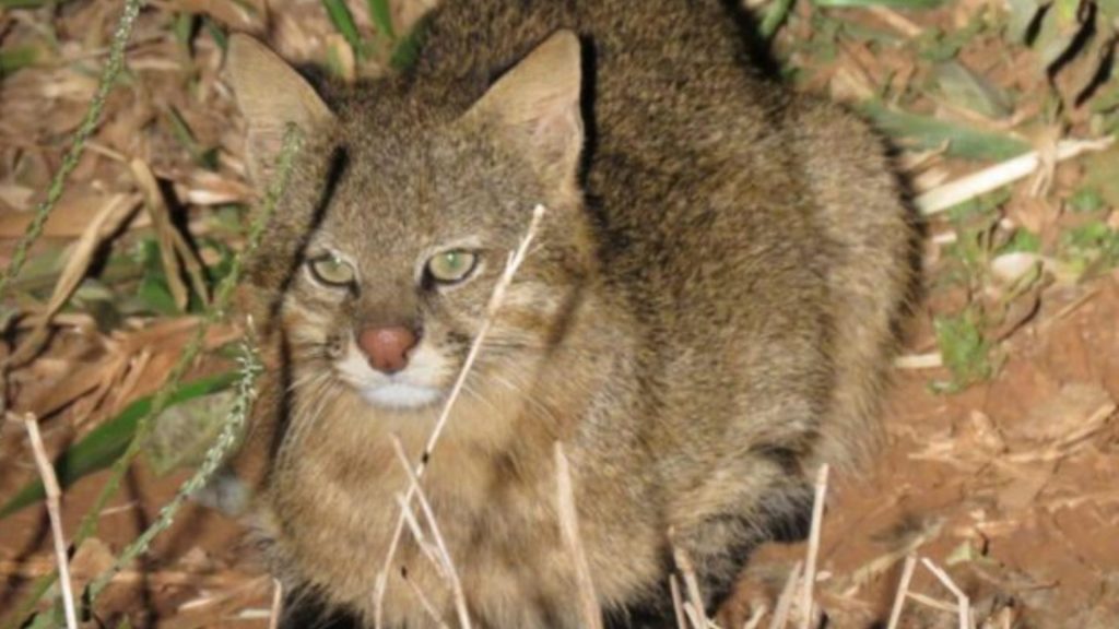 Gato palheiro no pantanal sul-mato-grossense. Foto: Fazenda San Francisco/Divulgação