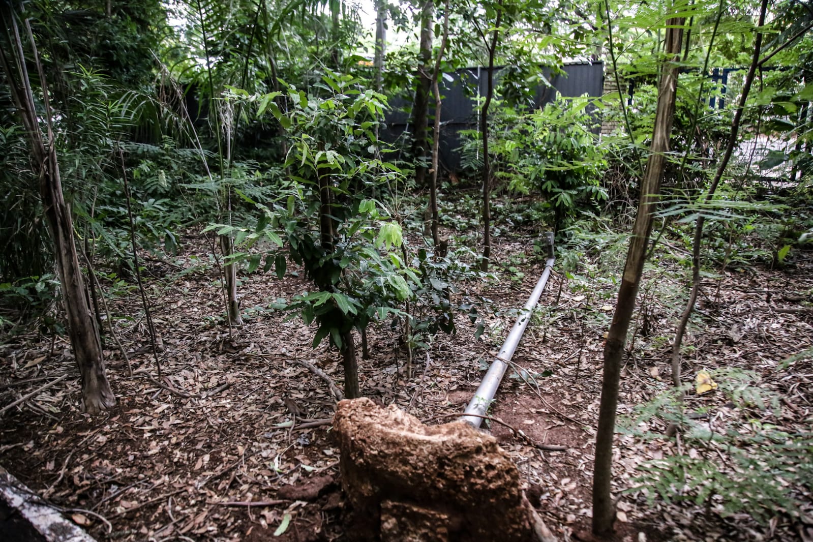 Horto Florestal