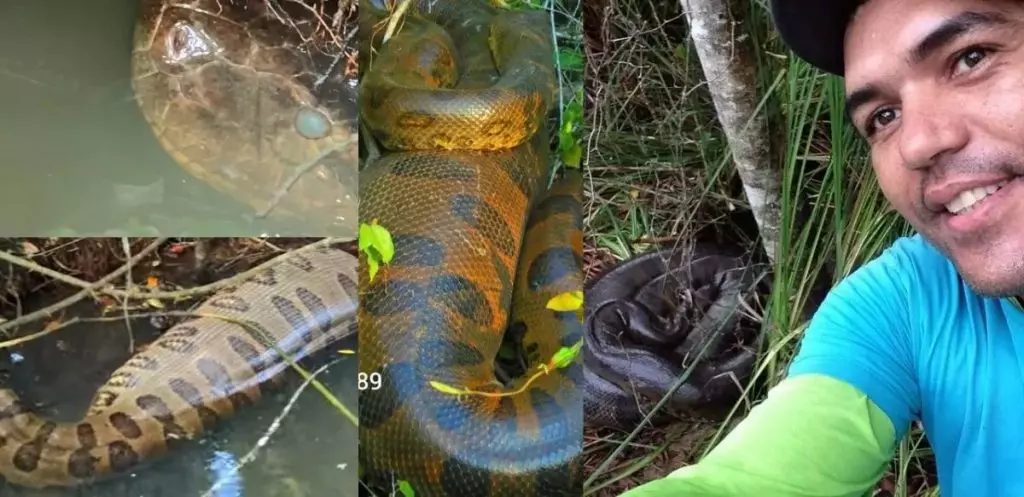 Vilmar está ficando famoso no Brasil por mostrar sucuris de Mato Grosso do Sul - (Fotos: Arquivo Pessoal)