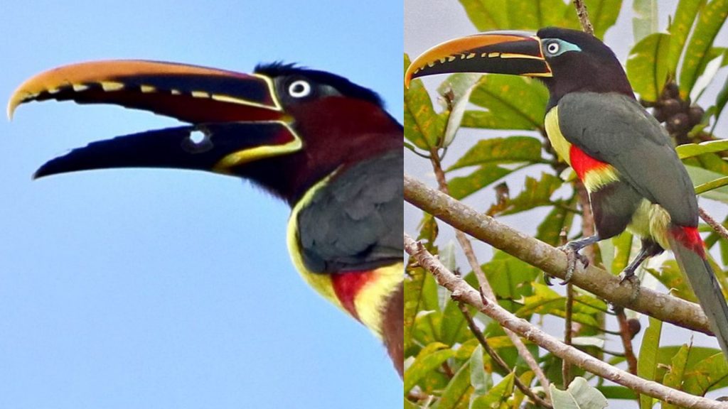 Araçari ferido ao lado esquerdo e depois outra ave, sem qualquer ferimento. Foto: Montagem/Jornal Midiamax